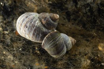 Media type: image;   Malacology 413373 Description: Live specimen image, in situ.;